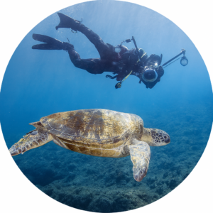 海龜